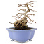 Carpinus coreana, 15 cm, ± 15 anni, in un vaso giapponese fatto a mano da Shozan