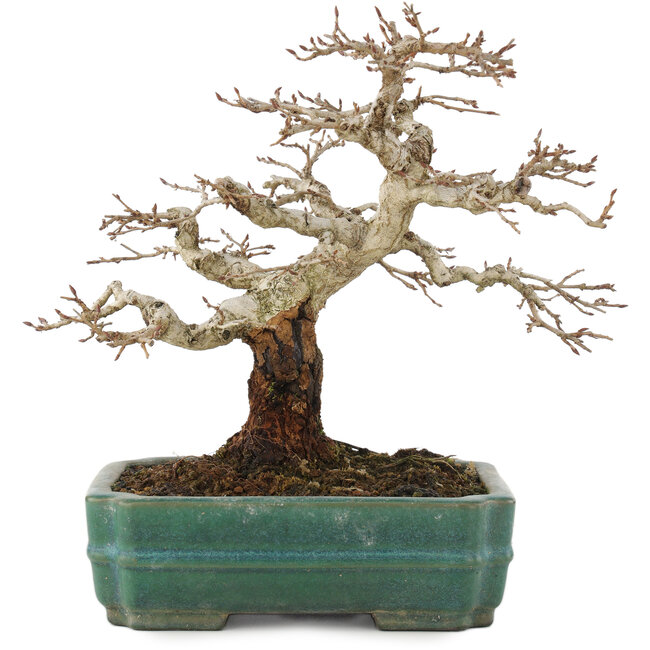 Carpinus coreana, 22 cm, ± 20 Jahre alt, in einem handgefertigten japanischen Topf von Koujo