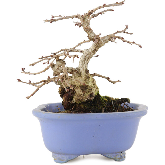 Carpinus coreana, 15 cm, ± 15 Jahre alt, in einem handgefertigten japanischen Topf von Shozan