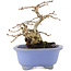 Carpinus coreana, 15 cm, ± 15 years old, in a handmade Japanese pot by Shozan