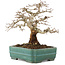 Carpinus coreana, 22 cm, ± 20 years old, in a handmade Japanese pot by Koujo