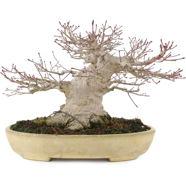 Acer palmatum, 19 cm, ± 40 ans, avec un nebari de 13 cm et dans un pot japonais Tokoname fait main par Yamafusa