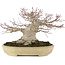 Acer palmatum, 19 cm, ± 40 años, con un nebari de 13 cm y en maceta japonesa Tokoname hecha a mano por Yamafusa