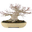 Acer palmatum, 19 cm, ± 40 years old, with a nebari of 13 cm and in a handmade Japanese Tokoname pot by Yamafusa