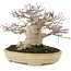 Acer palmatum, 19 cm, ± 40 anni, con un nebari di 13 cm e in un vaso Tokoname giapponese fatto a mano da Yamafusa