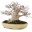 Acer palmatum, 19 cm, ± 40 años, con un nebari de 13 cm y en maceta japonesa Tokoname hecha a mano por Yamafusa