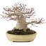 Acer palmatum, 19 cm, ± 40 jaar oud, met een nebari van 13 cm en in een handgemaakte Japanse Tokoname pot van Yamafusa