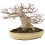 Acer palmatum, 19 cm, ± 40 ans, avec un nebari de 13 cm et dans un pot japonais Tokoname fait main par Yamafusa