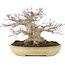 Acer palmatum, 19 cm, ± 40 years old, with a nebari of 13 cm and in a handmade Japanese Tokoname pot by Yamafusa