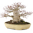 Acer palmatum, 19 cm, ± 40 anni, con un nebari di 13 cm e in un vaso Tokoname giapponese fatto a mano da Yamafusa