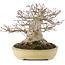 Acer palmatum, 19 cm, ± 40 Jahre alt, mit einem Nebari von 13 cm und in einem handgefertigten japanischen Tokoname-Topf von Yamafusa