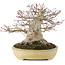 Acer palmatum, 19 cm, ± 40 years old, with a nebari of 13 cm and in a handmade Japanese Tokoname pot by Yamafusa