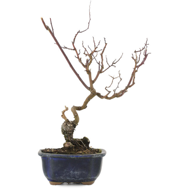 Berchemia Racemosa, 33 cm, ± 10 ans