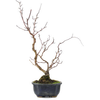 Berchemia Racemosa, 39,5 cm, ± 10 años