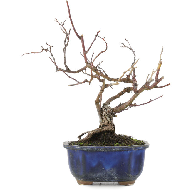 Berchemia Racemosa, 24 cm, ± 10 jaar oud, in pot met barst