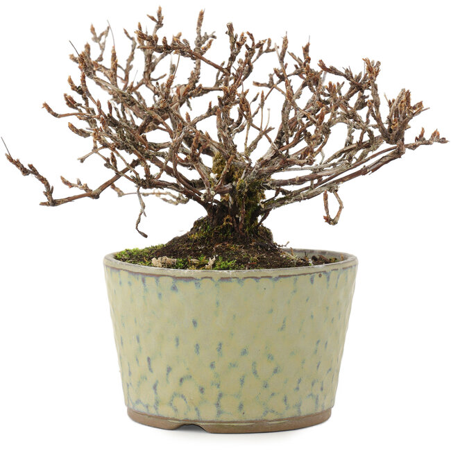 Potentilla fruticosa, 12 cm, ± 7 jaar oud