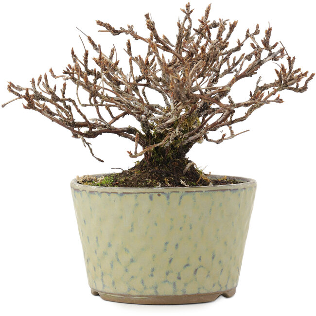 Potentilla fruticosa, 12 cm, ± 7 Jahre alt