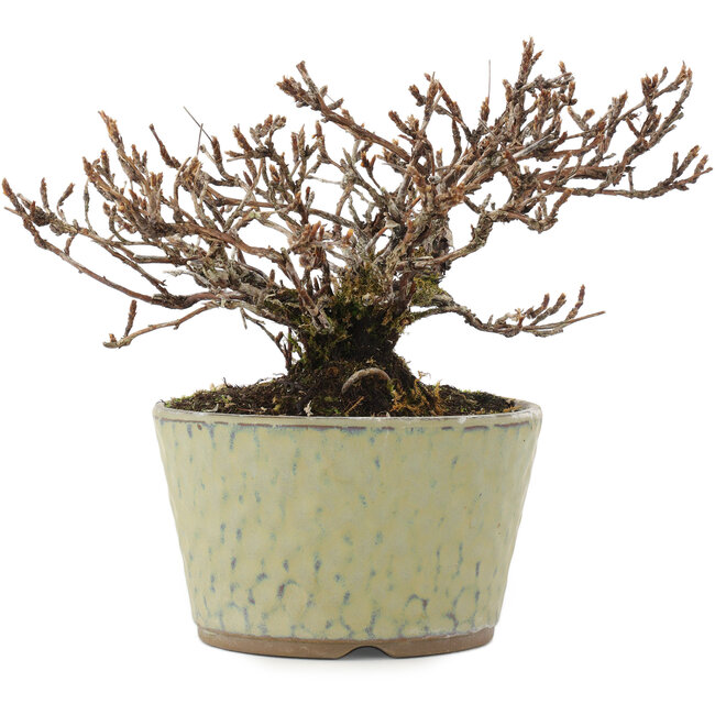 Potentilla fruticosa, 12 cm, ± 7 years old