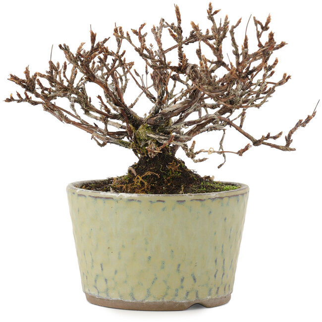 Potentilla fruticosa, 12 cm, ± 7 years old