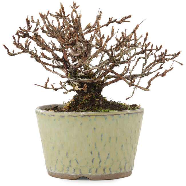 Potentilla fruticosa, 12 cm, ± 7 ans