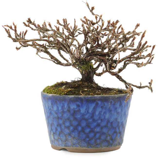 Potentilla fruticosa, 11,5 cm, ± 7 years old