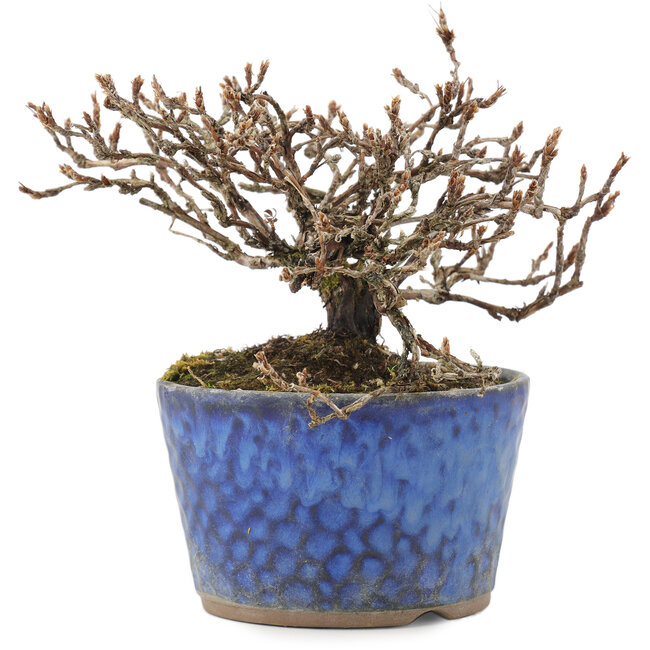 Potentilla fruticosa, 11,5 cm, ± 7 jaar oud