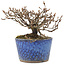Potentilla fruticosa, 11,5 cm, ± 7 jaar oud