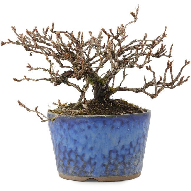 Potentilla fruticosa, 11,5 cm, ± 7 anni