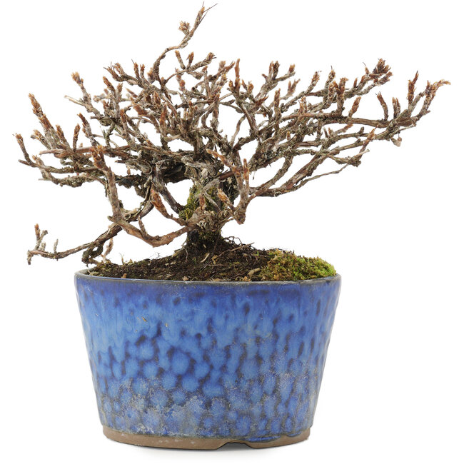 Potentilla fruticosa, 11,5 cm, ± 7 ans