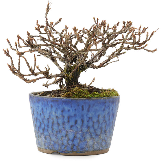 Potentilla fruticosa, 11,5 cm, ± 7 ans