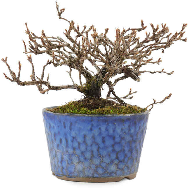 Potentilla fruticosa, 11,5 cm, ± 7 anni