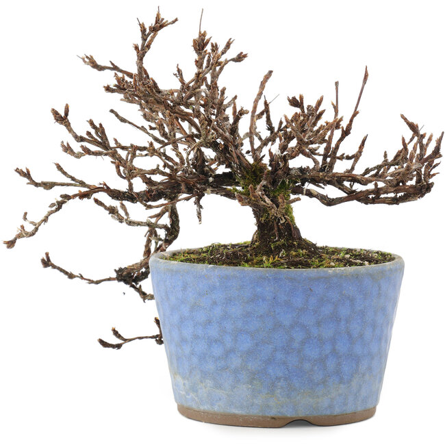 Potentilla fruticosa, 15,5 cm, ± 7 jaar oud