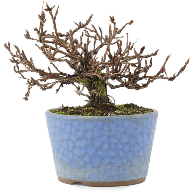 Potentilla fruticosa, 15,5 cm, ± 7 años