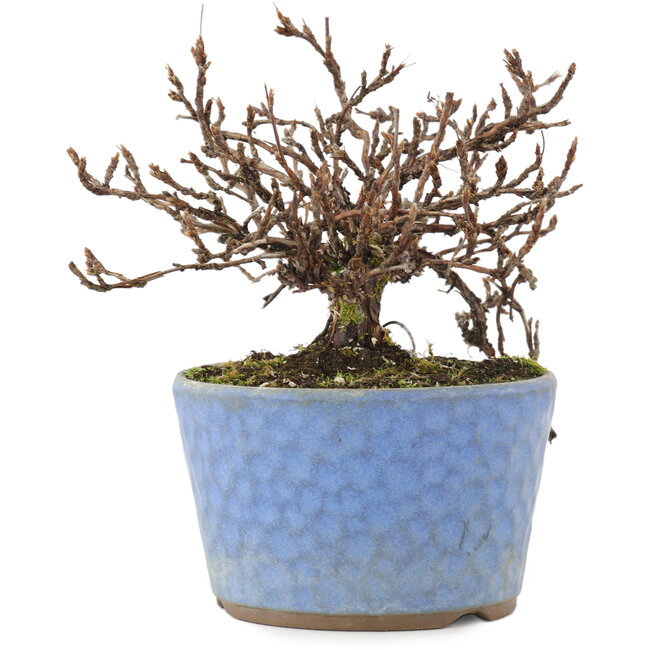 Potentilla fruticosa, 15,5 cm, ± 7 anni