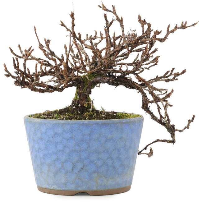 Potentilla fruticosa, 15,5 cm, ± 7 años