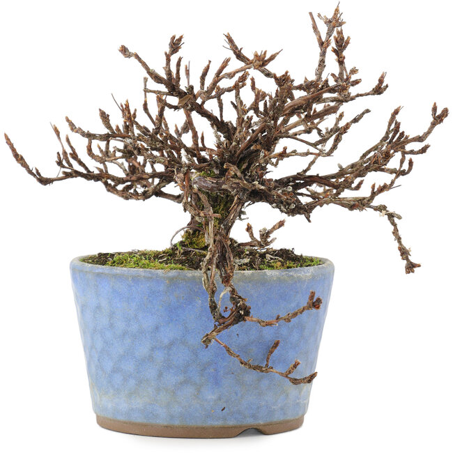 Potentilla fruticosa, 15,5 cm, ± 7 years old