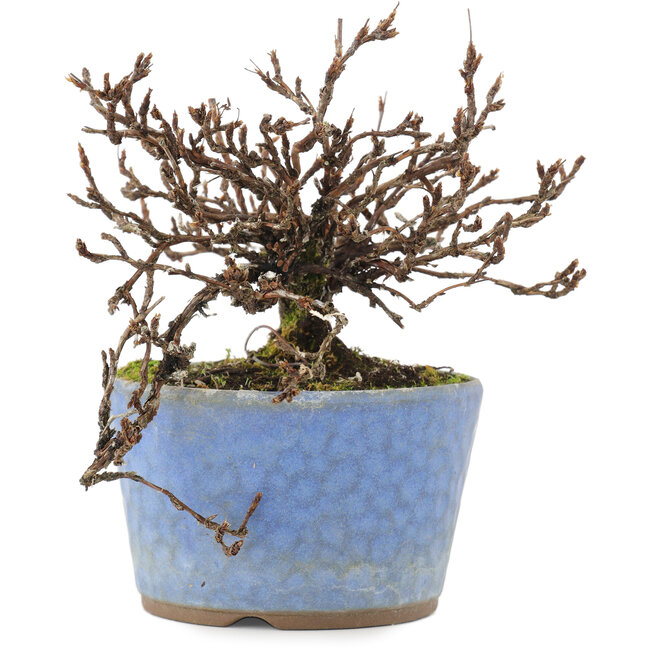 Potentilla fruticosa, 15,5 cm, ± 7 jaar oud