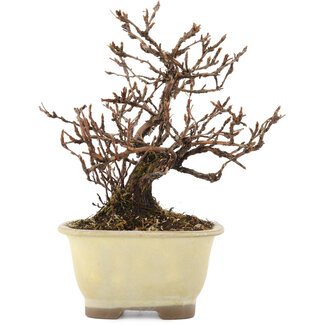 Potentilla fruticosa, 16 cm, ± 7 years old