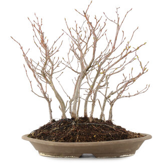 Carpinus coreana, 30 cm, ± 8 Jahre alt