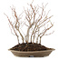 Carpinus coreana, 30 cm, ± 8 anni