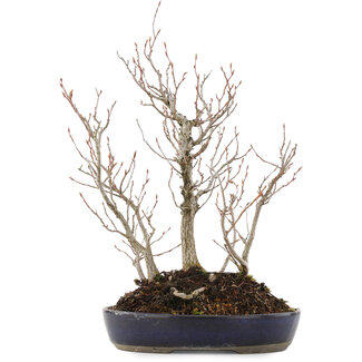 Carpinus coreana, 36 cm, ± 10 anni