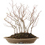 Carpinus coreana, 30 cm, ± 8 anni