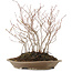 Carpinus coreana, 30 cm, ± 8 Jahre alt