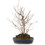 Carpinus coreana, 36 cm, ± 10 jaar oud