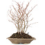 Carpinus coreana, 30 cm, ± 8 Jahre alt