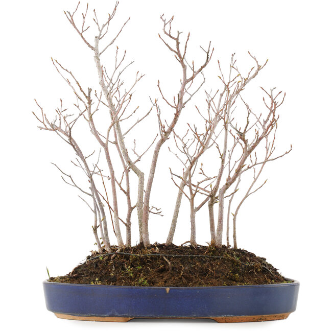 Carpinus coreana, 35 cm, ± 8 años