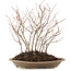 Carpinus coreana, 30 cm, ± 8 jaar oud