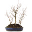 Carpinus coreana, 36 cm, ± 10 jaar oud