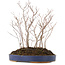 Carpinus coreana, 35 cm, ± 8 jaar oud