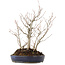 Carpinus coreana, 36 cm, ± 10 jaar oud